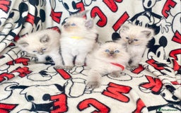 Ragdoll cats for sale: Ragdoll kittens Ready wednesday ❤️ - Image 19