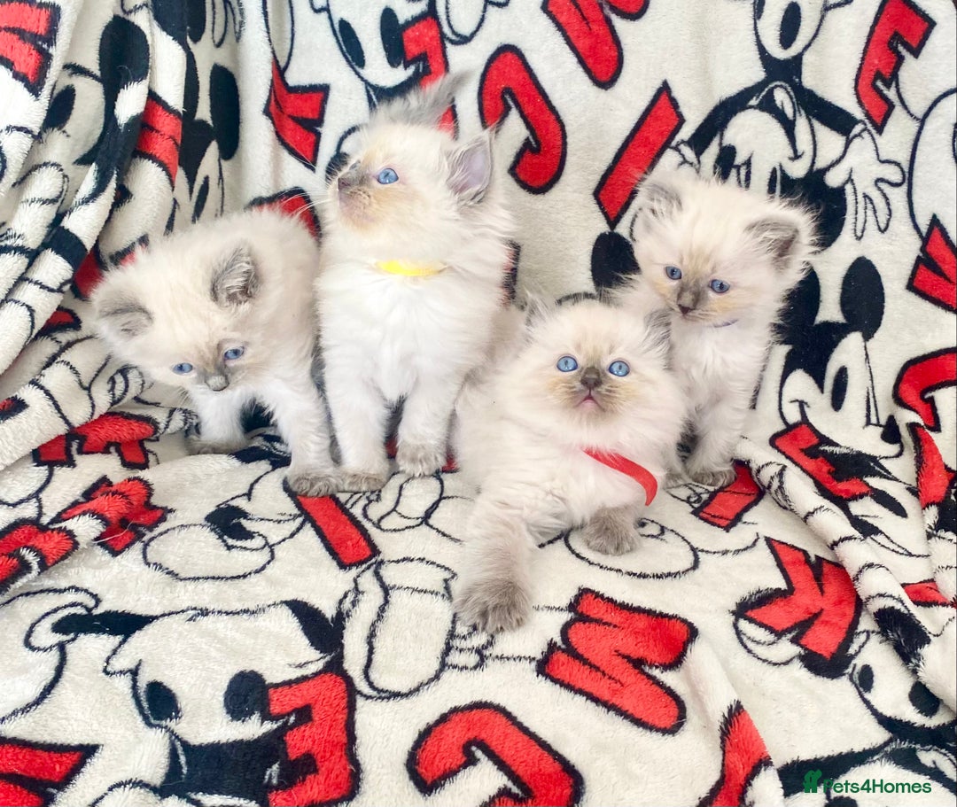 Ragdoll cats for sale: Ragdoll kittens Ready wednesday ❤️ - Image 19