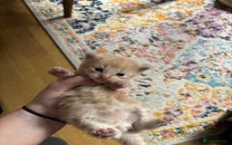Mixed Breed cats for sale: Beautiful beige and grey kittens - Image 5