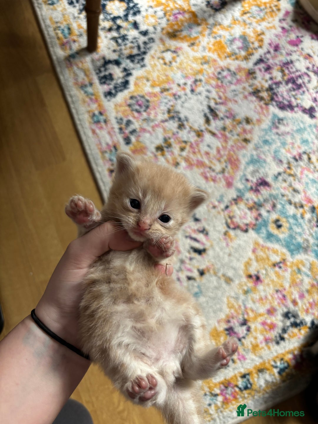 Mixed Breed cats for sale: Beautiful beige and grey kittens - Image 5