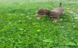 Jack Russell dogs for sale: Beautiful Jack Russell Puppies for sale  - Image 8