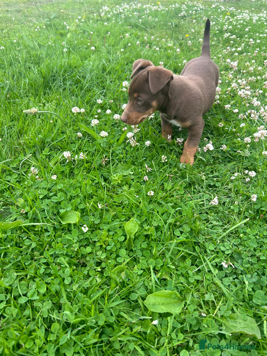 Jack Russell dogs for sale: Beautiful Jack Russell Puppies for sale  - Image 8