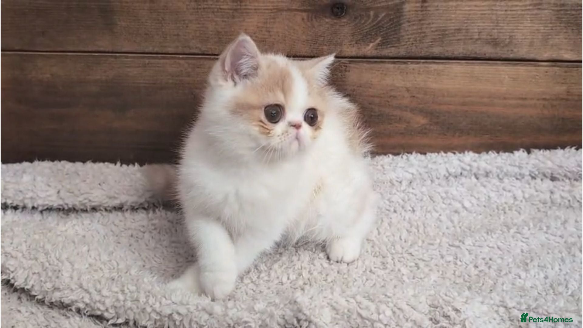 Persian cats 🐾 Beautiful Persian Kittens 🐾 - Advert 1