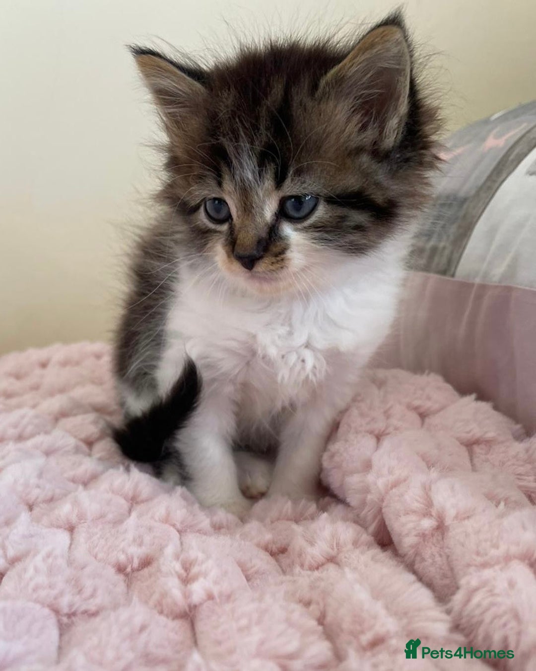 Maine Coon cats for sale: Maine Coon Cross Kittens  - Image 13