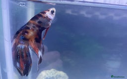 Bettas fish for sale: Baby betta fish the photos is the mum and dad  - Image 2