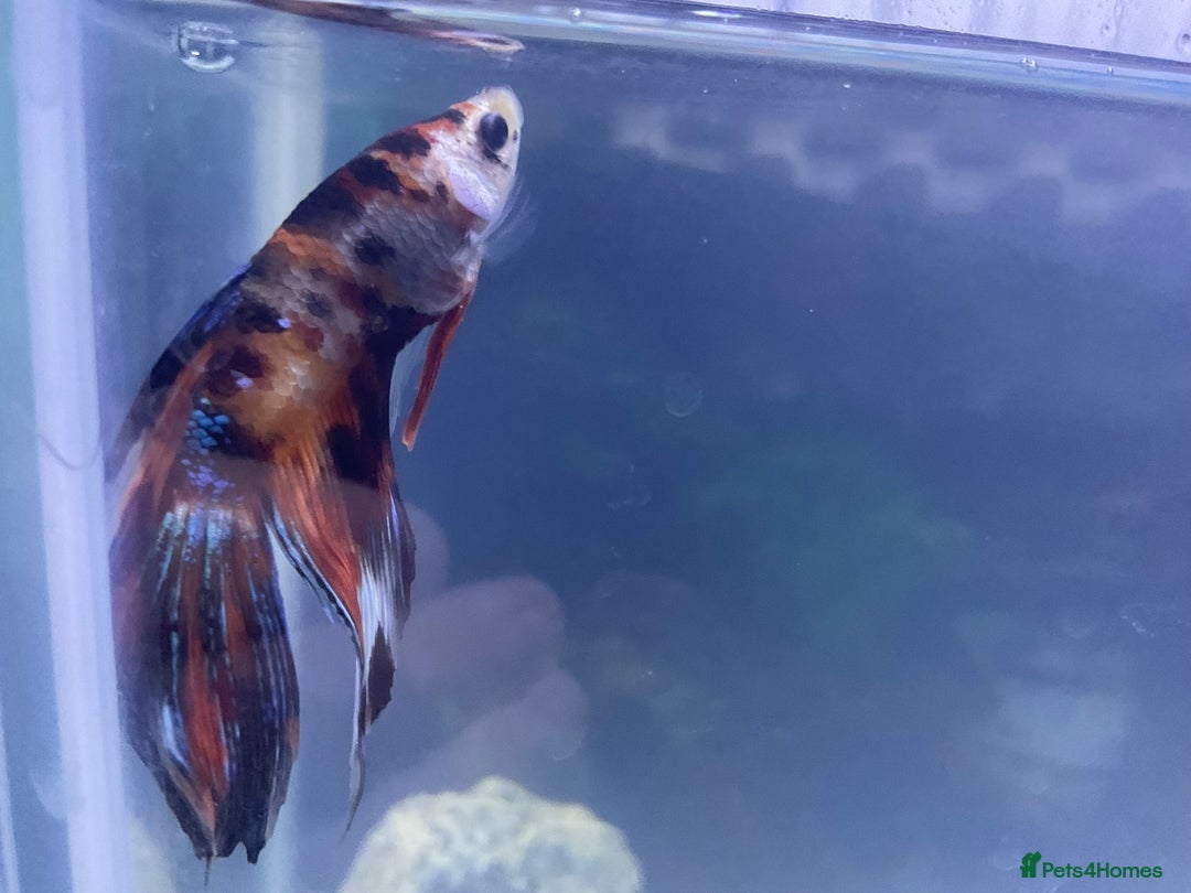 Bettas fish for sale: Baby betta fish the photos is the mum and dad  - Image 2