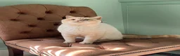 British Shorthair cats for sale: Beautiful British Shorthair & British Longhair  - Advert 7
