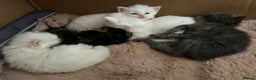 Maine Coon cats for sale: Maine coon kittens  - Advert 7