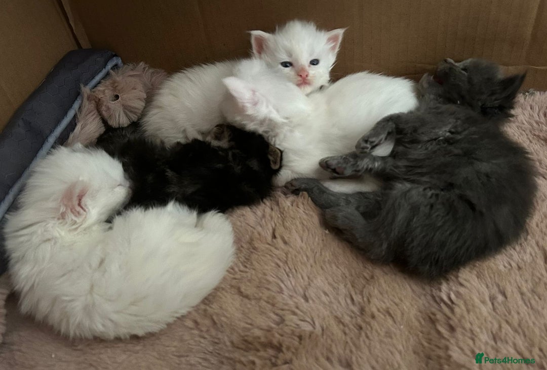 Maine Coon cats for sale: Maine coon kittens  - Advert 7