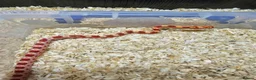 Corn Snake reptiles for sale: Corn snake  in Leicester - Advert 25