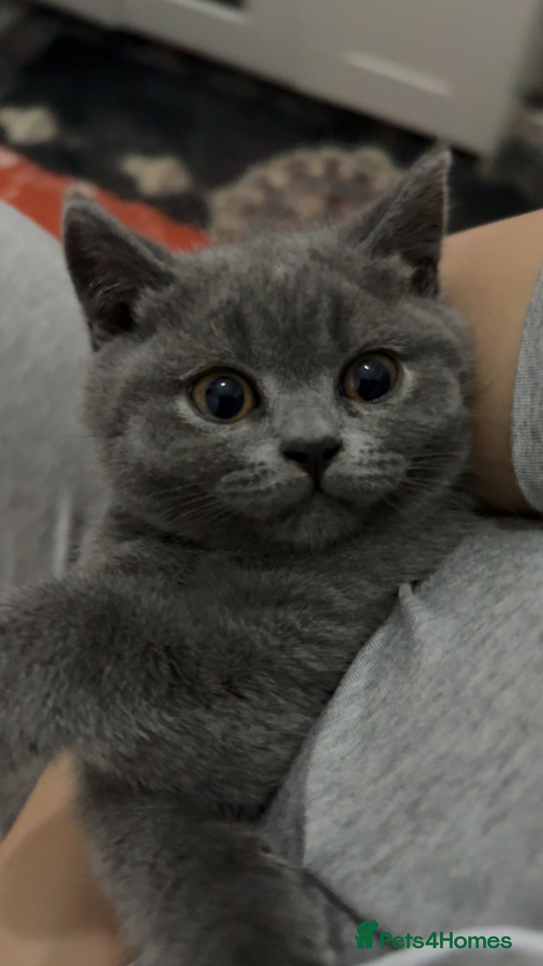 British Shorthair cats for sale: British shorthair kitten boy  - Advert 1