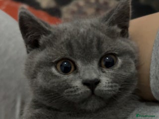 British Shorthair cats British shorthair kitten boy - Advert 1