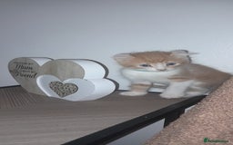 Sphynx cats for sale: Sphynx varient x ragdoll elf ears - Image 1