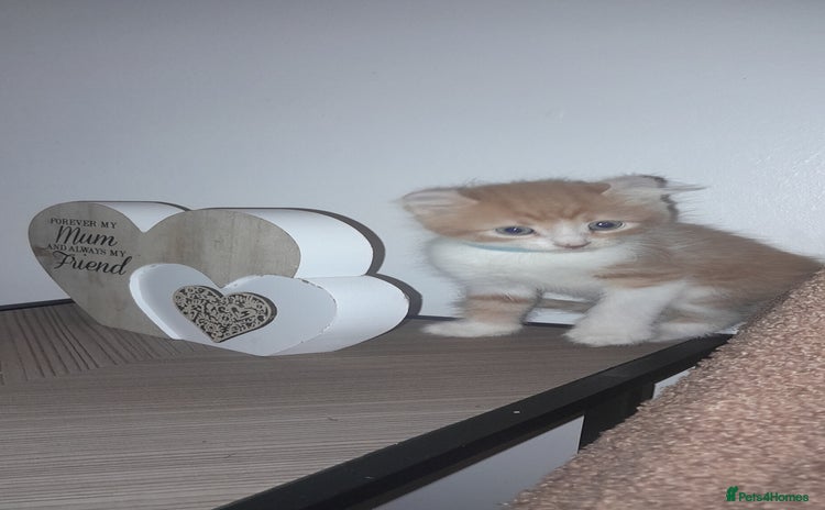 Sphynx cats - Advert 1