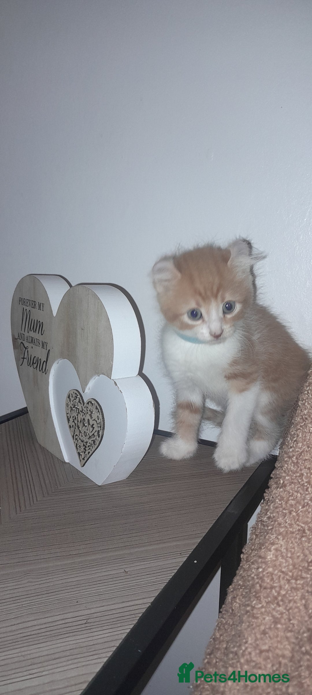 Sphynx cats for sale: Sphynx varient x ragdoll elf ears - Image 1