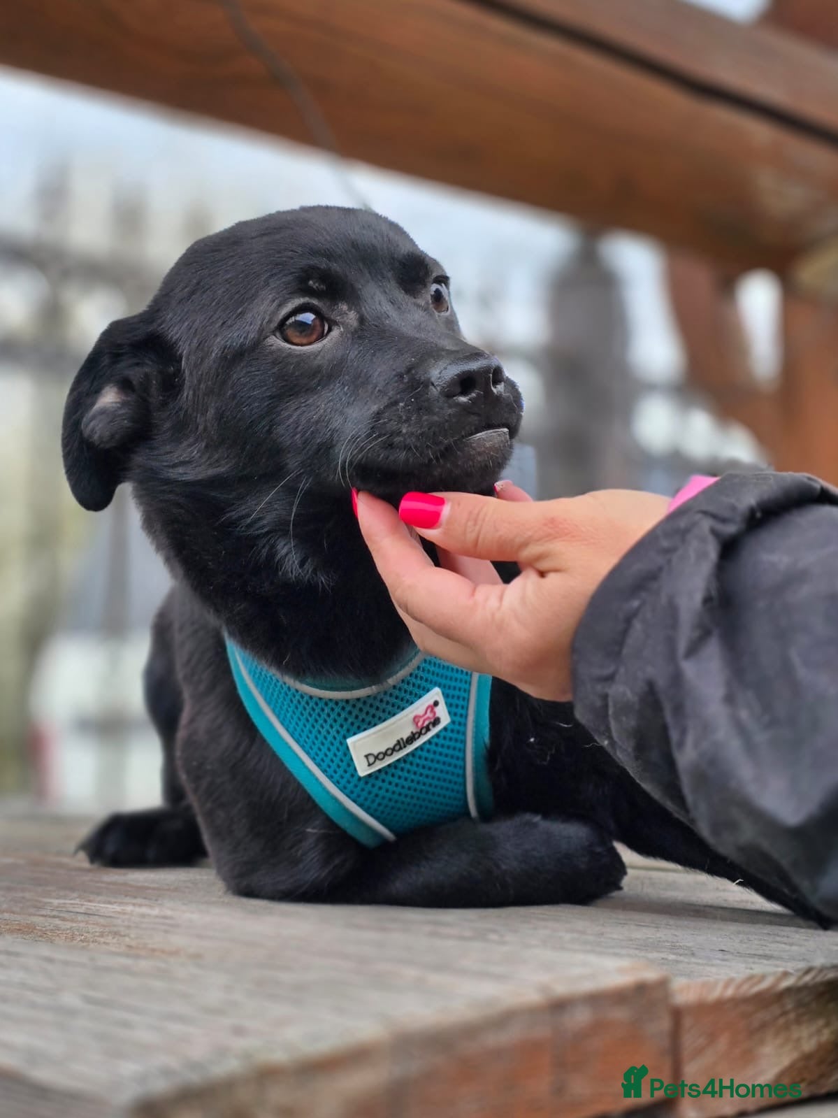 Mixed Breed dogs ❤️🐶 MONICA – PURE AFFECTION IN A SMALL BODY - Advert 3