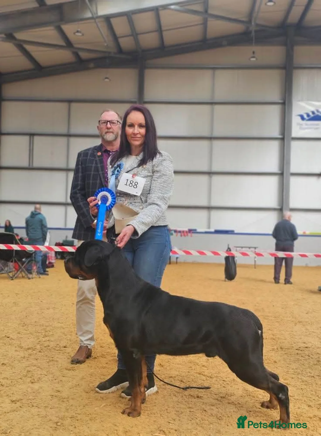 Rottweiler dogs for stud: CH Kayshillblue Zeus of Lorayla JW  in Motherwell - Advert 2