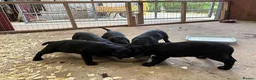 Labrador Retriever dogs for sale: Black KC Registered Labrador pups in Market Drayton - Advert 3