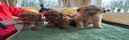 Labradoodle dogs for sale: Gorgeous Health Checked Labradoodle Puppies - Advert 10
