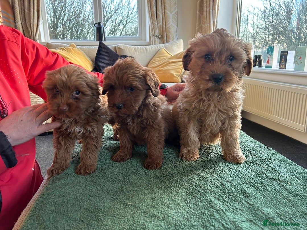 Labradoodle dogs for sale: Gorgeous Health Checked Labradoodle Puppies - Advert 10