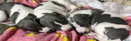 Whippet dogs for sale: blue and white whippet pups  - Advert 5