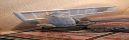 Bearded Dragon reptiles for sale: Baby bearded dragons in Hitchin - Advert 15