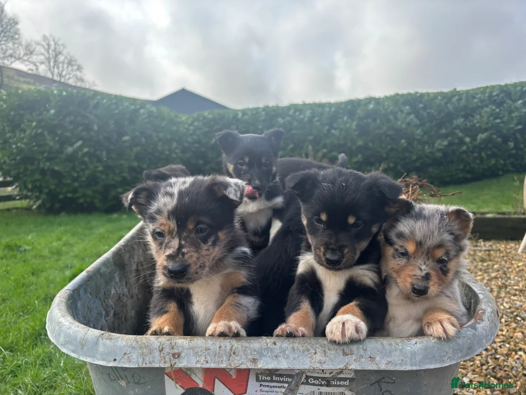 Mixed Breed dogs for sale: Puppies, Australian kelpie cross blue Merle  - Advert 31