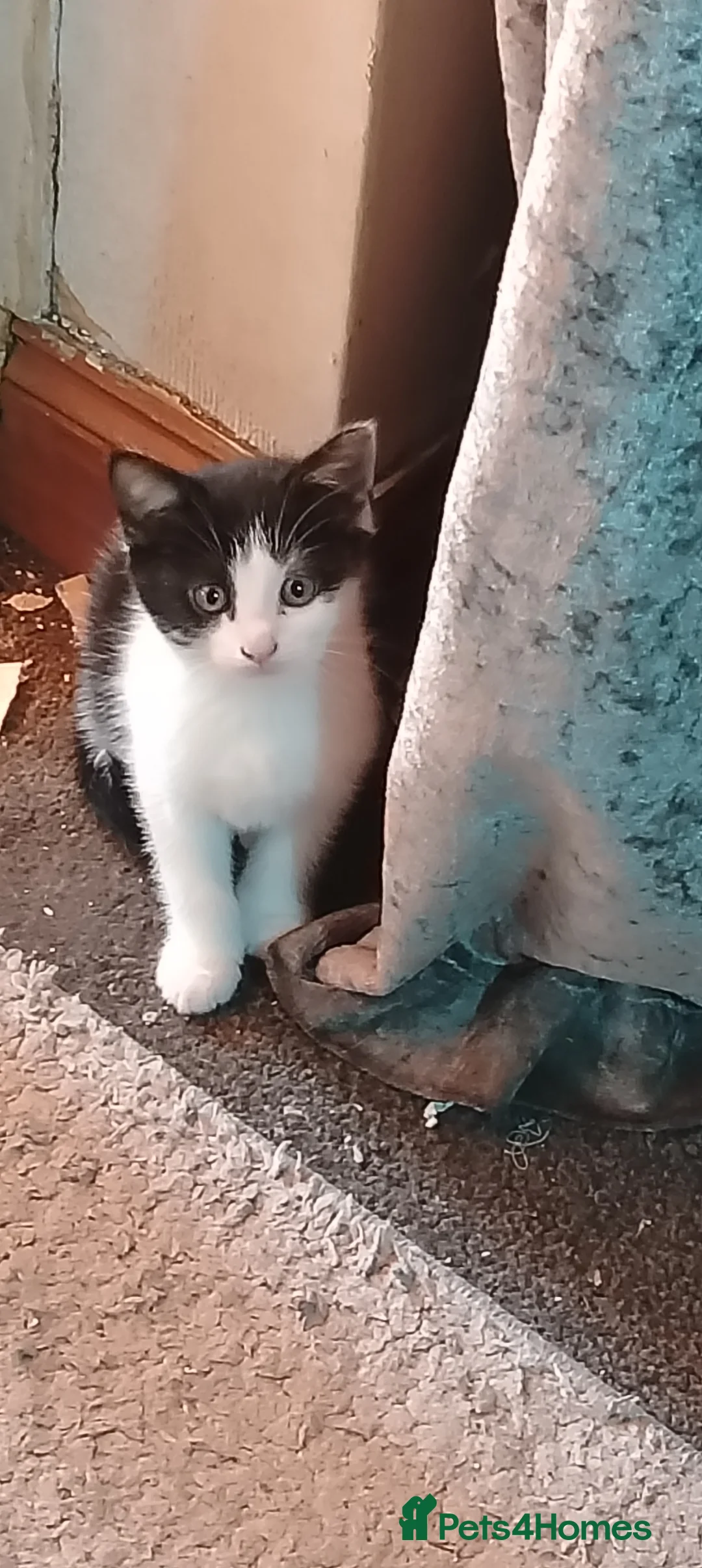 Mixed Breed cats for sale: Female tuxedo kitten in Leeds - Advert 2