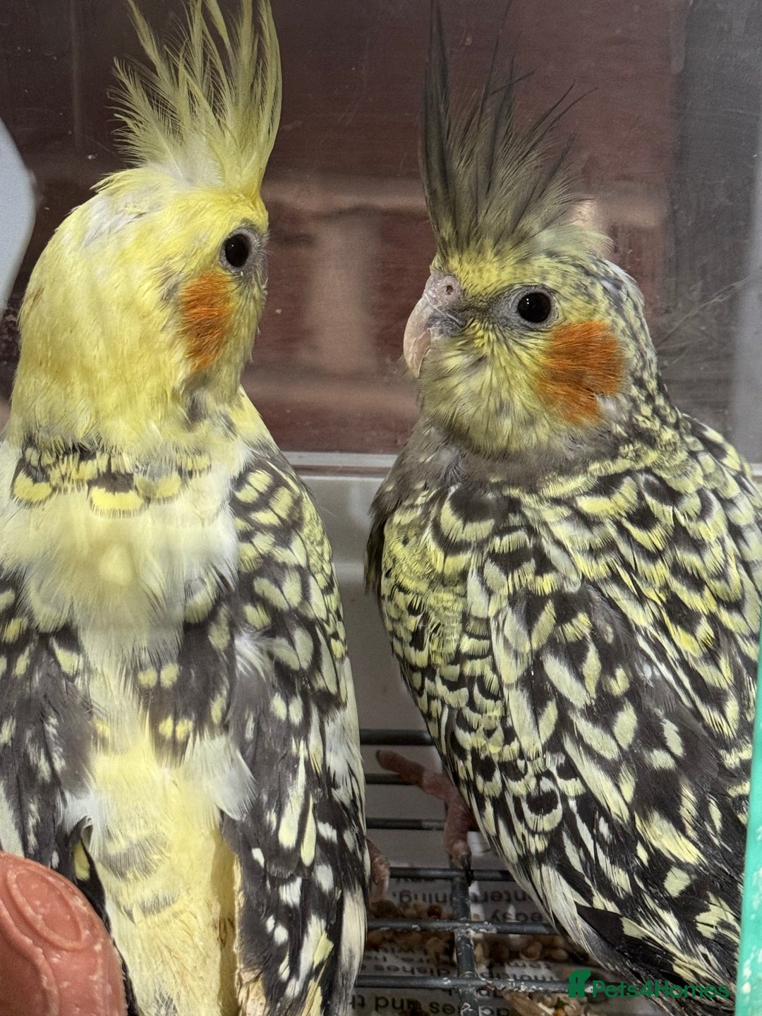 Cockatiels birds for sale: Baby cockatiels  - Advert 4