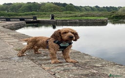 Cocker Spaniel dogs for stud: Albert the stud  - Image 3
