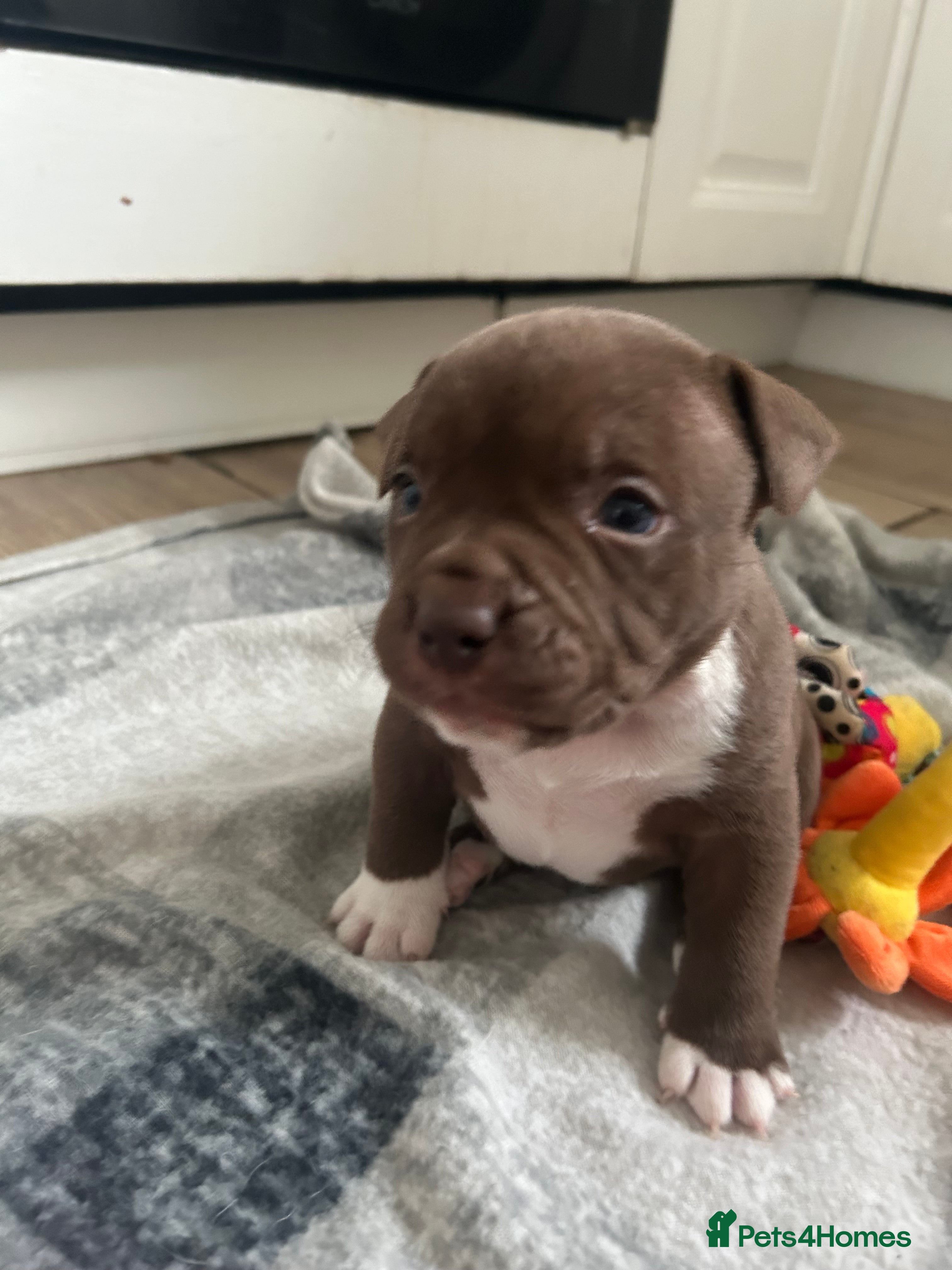 American Bully dogs American pocket bullys - Advert 16