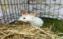 Mini Lop rabbits for sale: Mini Plush Lop Bunnies Looking for Loving Homes - Advert 1