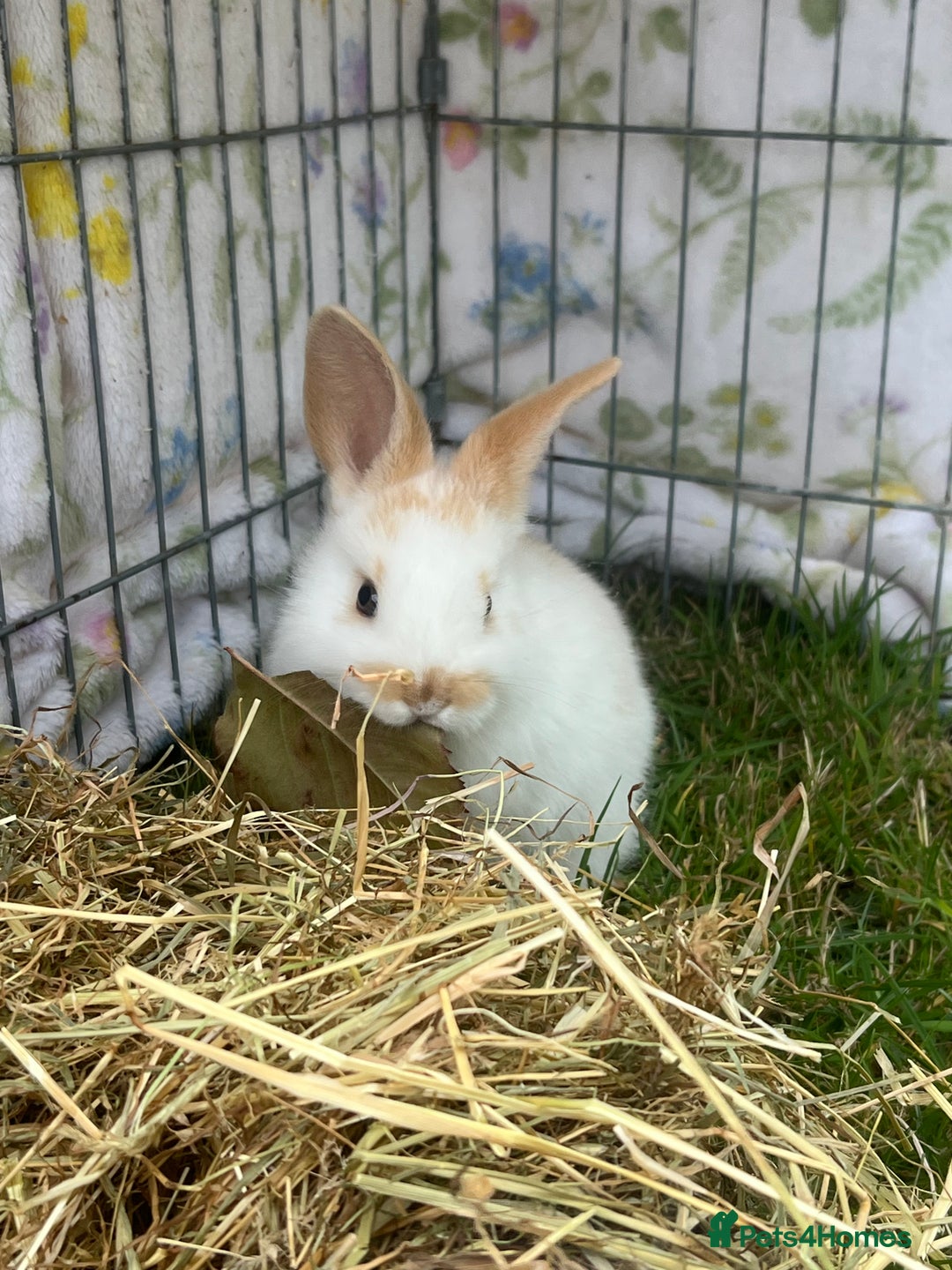 Mini Lop rabbits for sale: Mini Plush Lop Bunnies Looking for Loving Homes - Advert 1