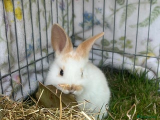 Mini Lop rabbits Mini Plush Lop Bunnies Looking for Loving Homes - Advert 1