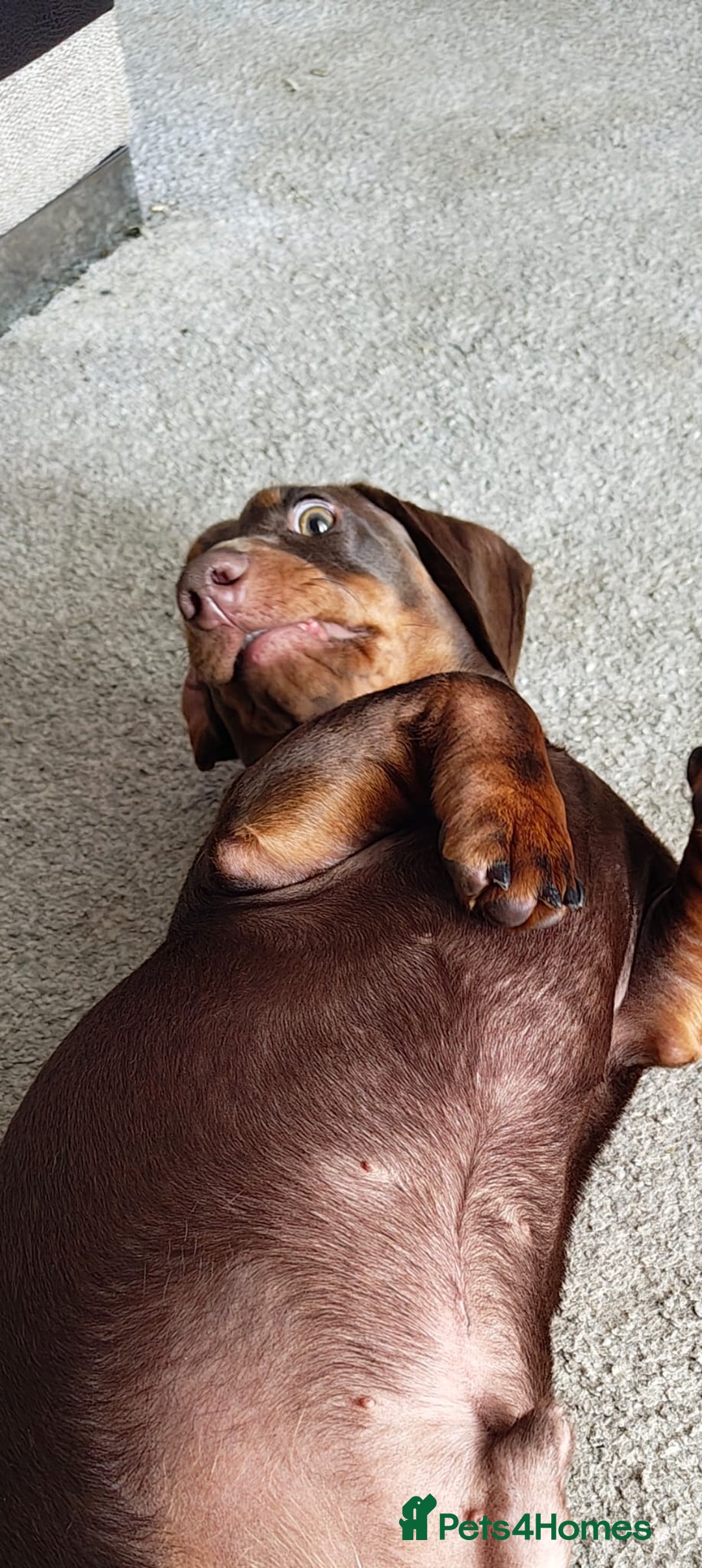 Dachshund dogs for sale: Two Dachshund Brothers - Image 6