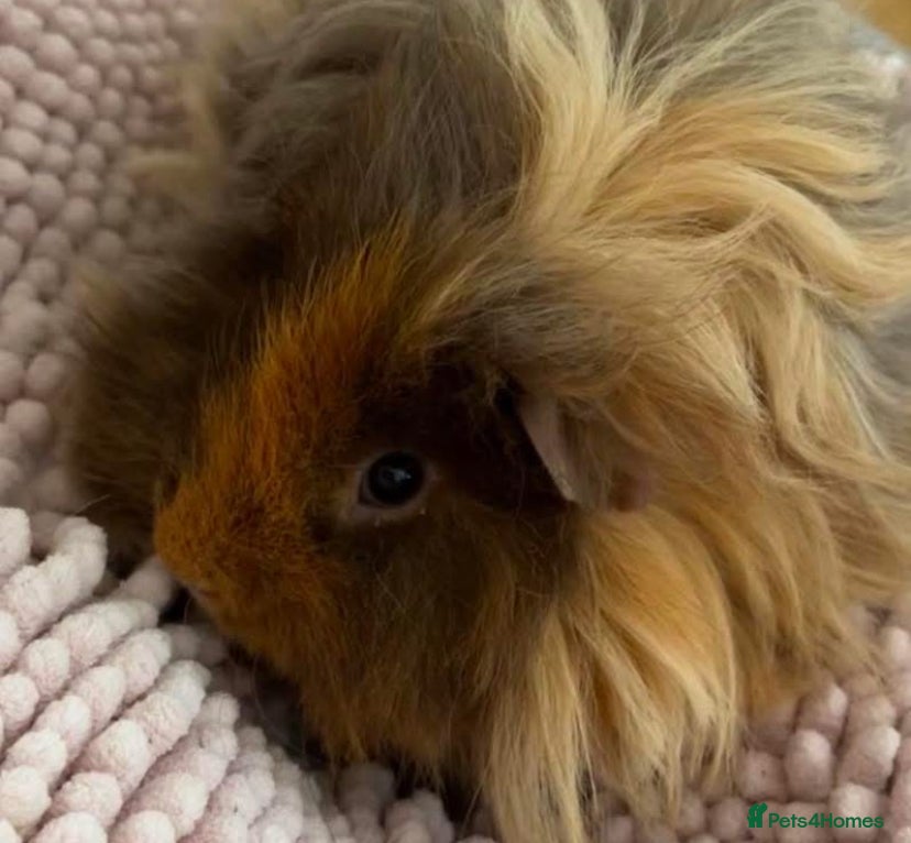 Guinea Pig rodents Lunkarya babies - Advert 13