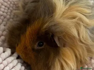 Guinea Pig rodents Lunkarya babies - Advert 13