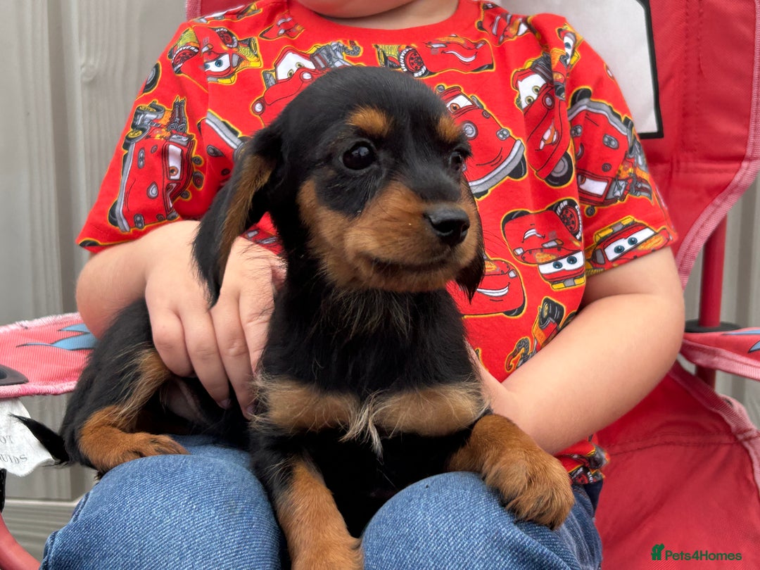 Mixed Breed dogs for sale: Dorkie puppies - Image 1