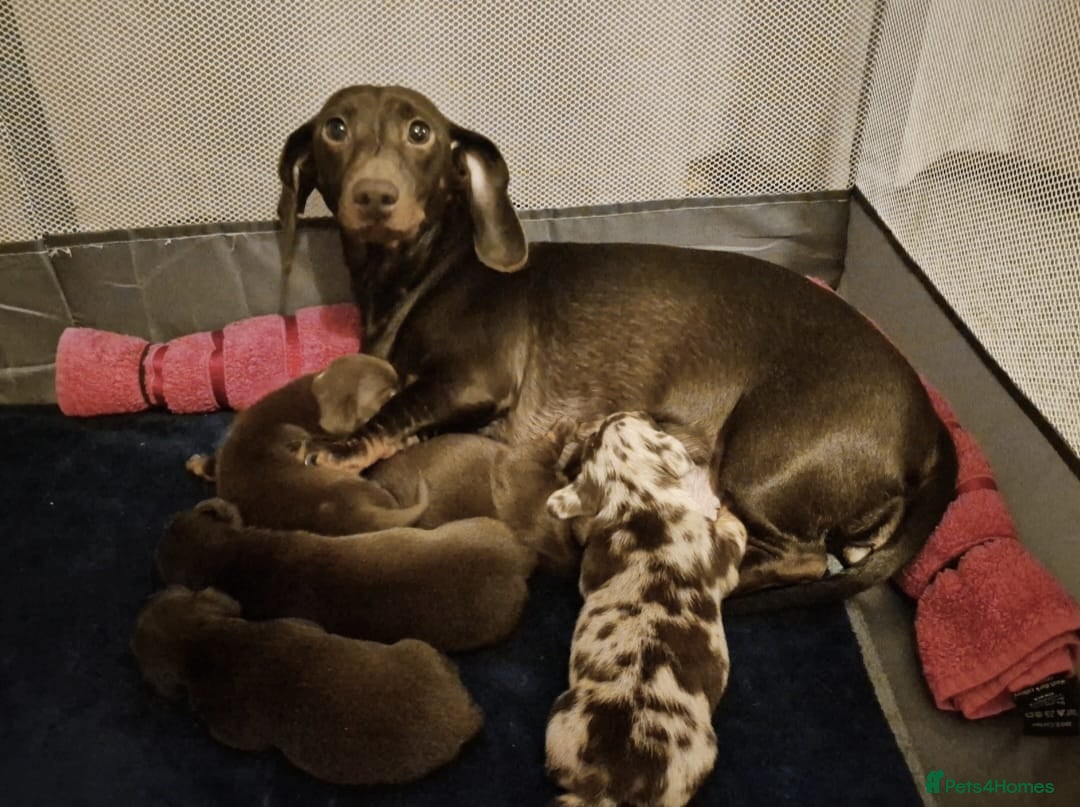 Dachshund dogs Beautiful Dachshund Puppies. - Advert 5