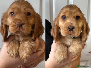 Cocker Spaniel dogs - Advert 25