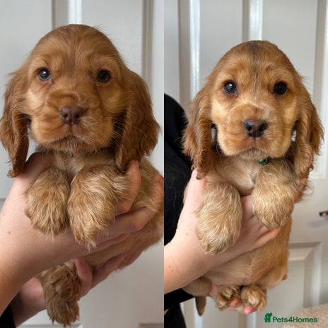 Cocker Spaniel dogs - Advert 6