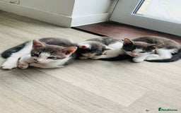 Domestic Shorthair cats for sale: Kittens available for adoption - Image 11