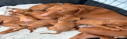 Hungarian Vizsla dogs for sale: Exceptional Hungarian Vizsla Puppies - Advert 16