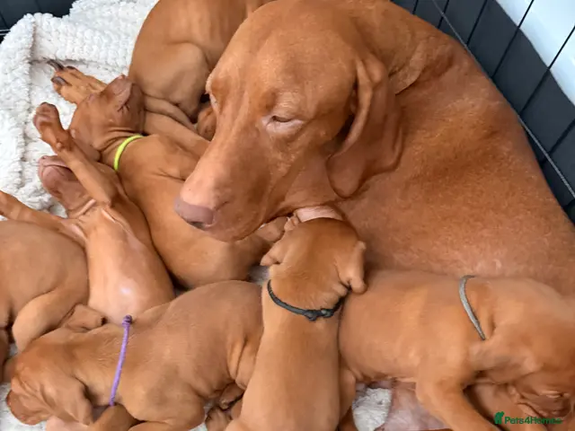 Hungarian Vizsla dogs for sale: Prime Pedigree Hungarian Vizsla Puppies - Advert 1