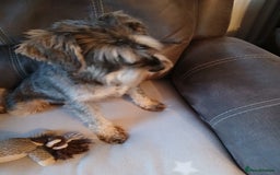 Miniature Schnauzer dogs for sale: Beautiful miniature schnauzer bitch. - Image 2