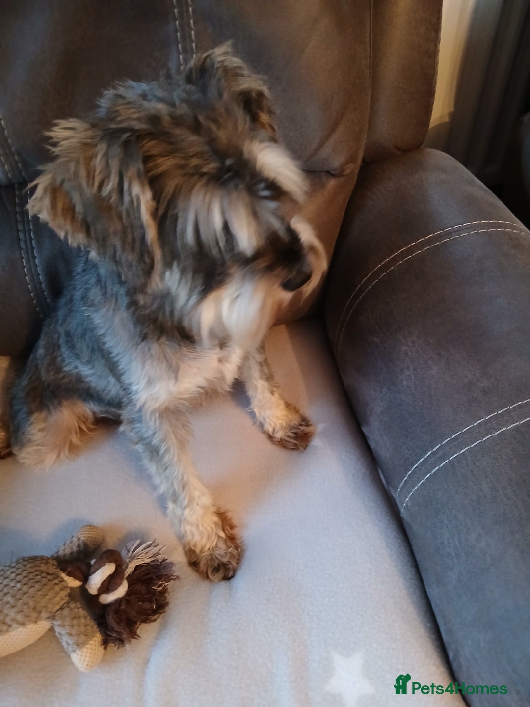 Miniature Schnauzer dogs for sale: Beautiful miniature schnauzer bitch. - Image 2