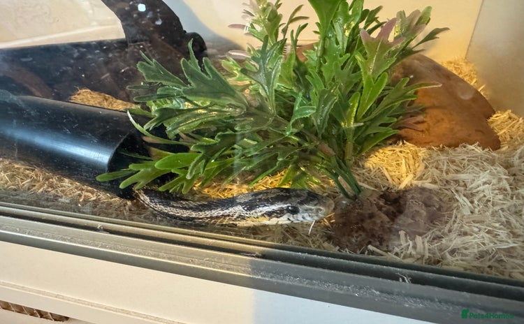 Corn Snake reptiles - Advert 3