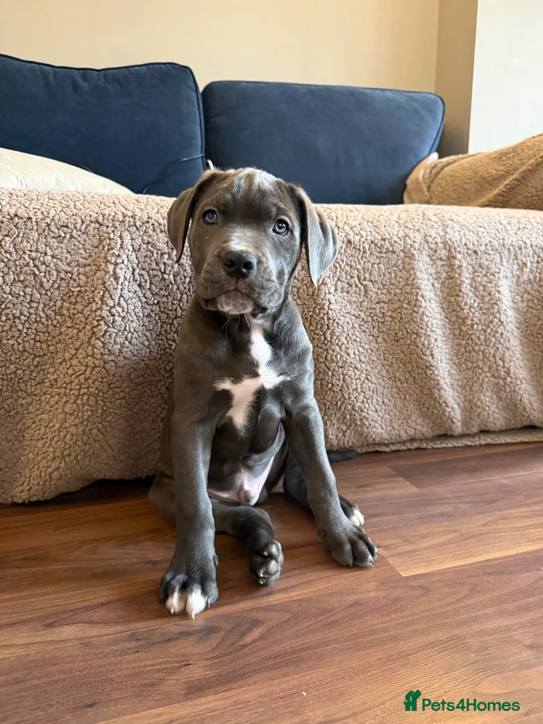 Cane Corso dogs for sale: Cane Corso Puppy - Advert 3