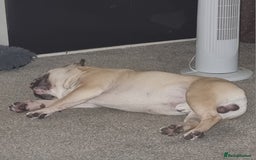 French Bulldog dogs for sale: Male Fenchie - Image 2