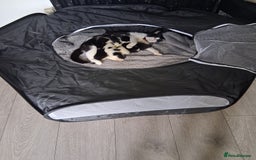Mixed Breed cats for sale: 6 Stunning Kittens  - Image 10